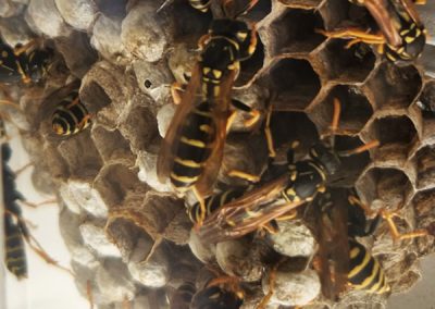 The Wasp Nest | Nat Looking Around - Settling In