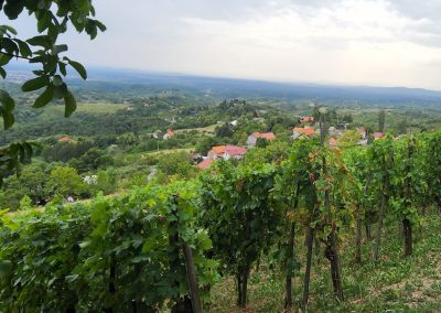 Wine tasting tour Samobor
