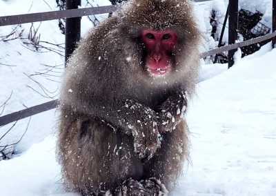 Japanese Snow Monkey (Japanese macaque) | Nat Looking Around
