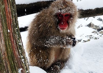 Japanese Snow Monkey (Japanese macaque) | Nat Looking Around