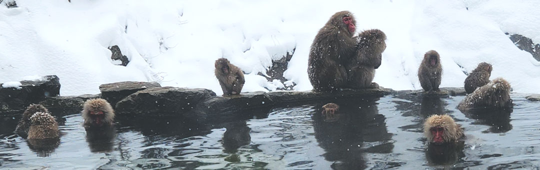 Snow Monkeys in Yamanouchi, Japan | Nat Looking Around