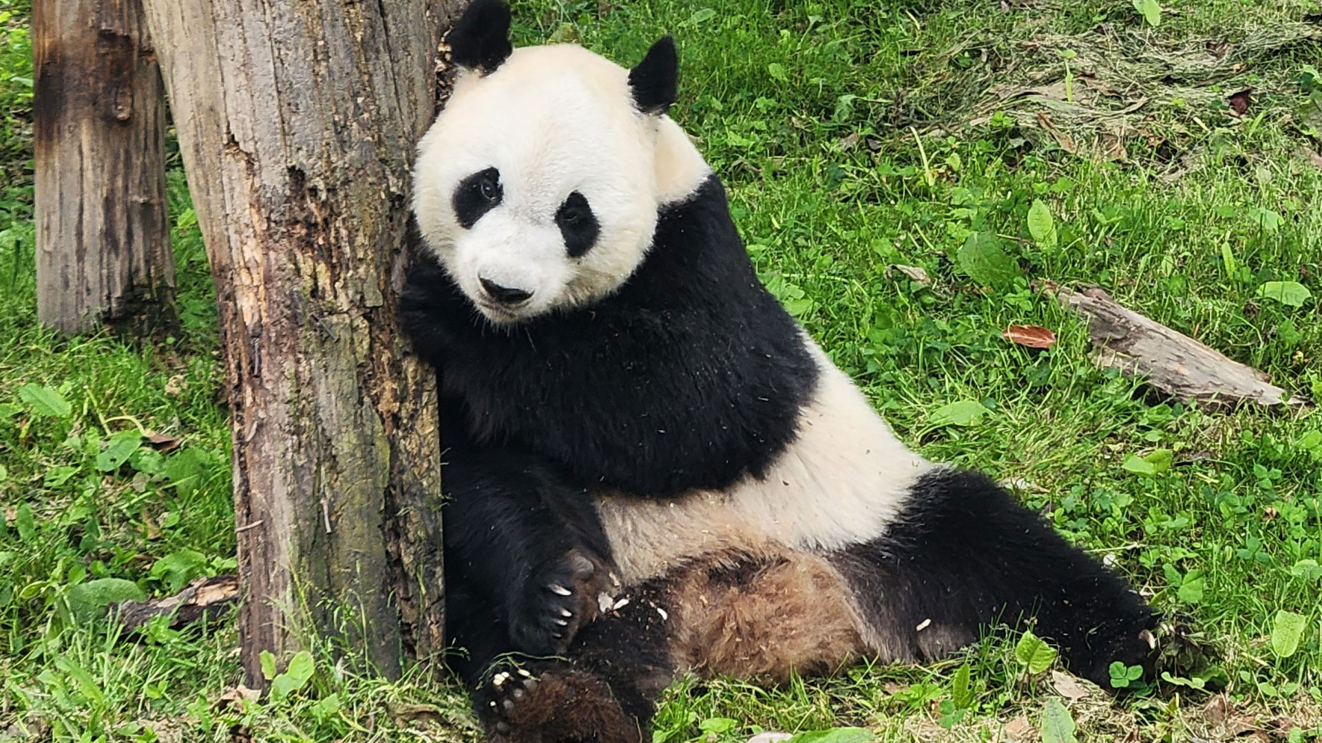 Volunteering with the pandas